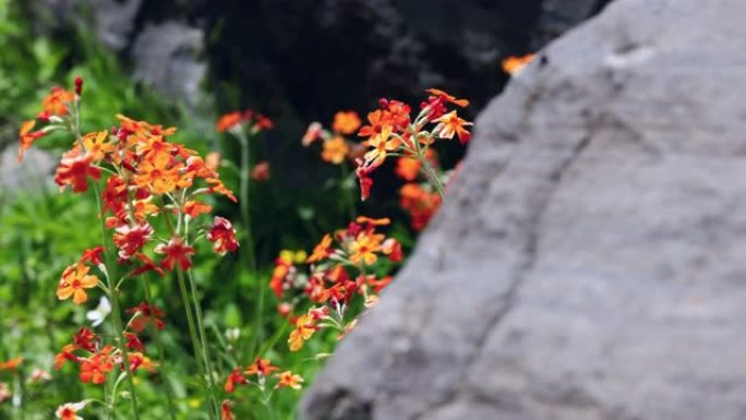 青藏高原上的橙色报春花非常吸引人