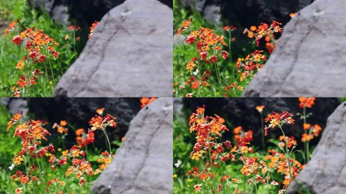 青藏高原上的橙色报春花非常吸引人