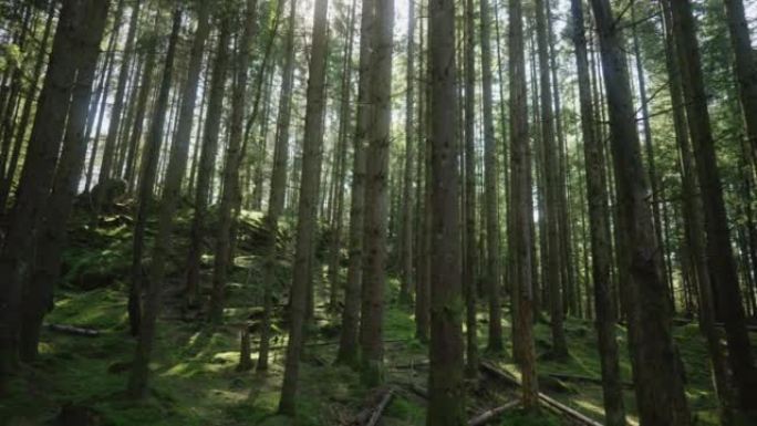北欧森林中的高大松树