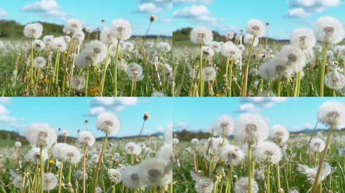 特写: 空旷的牧场中间开花蒲公英的详细镜头。