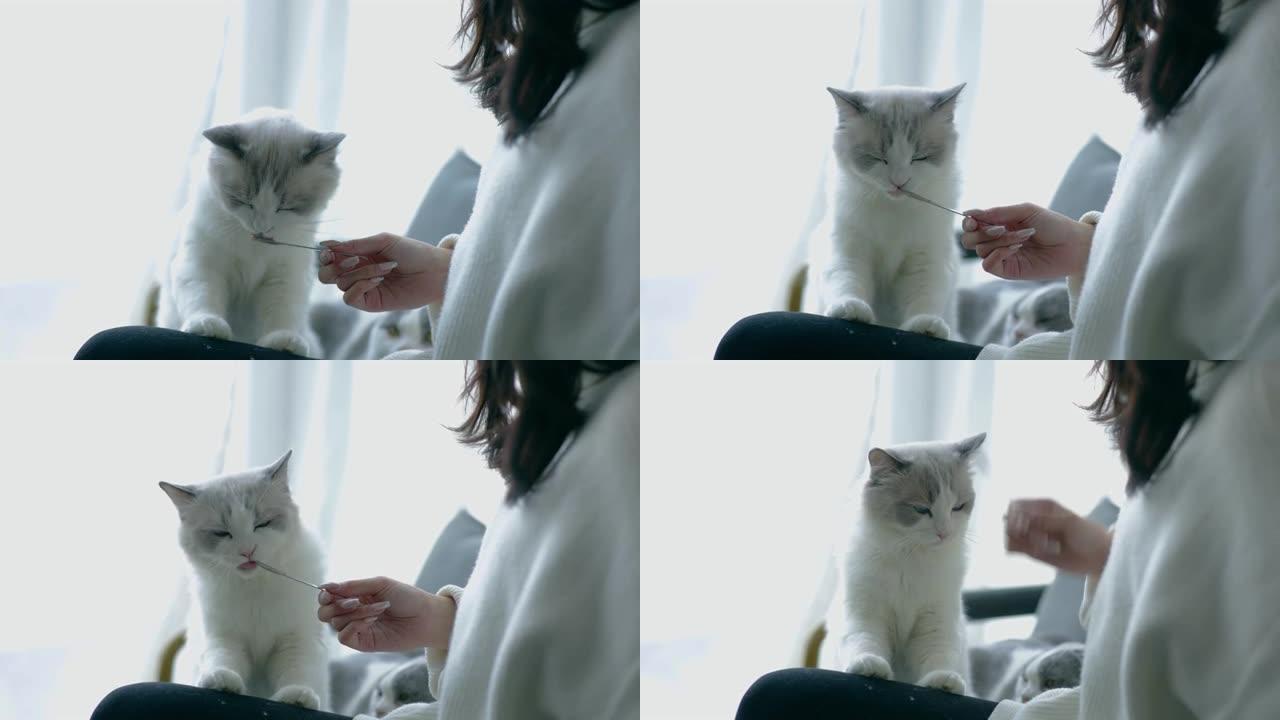 女人用勺子喂猫白色宠物猫咪舔舐的土猫视频