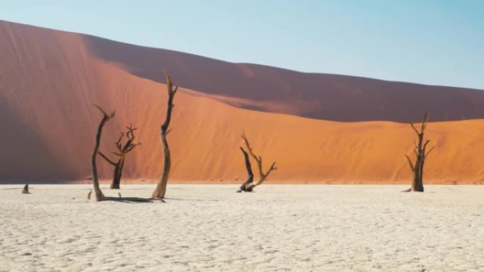 WS Deadvlei树木在白色粘土上对抗沙丘，纳米比亚，非洲
