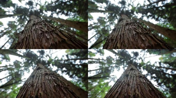 仰望松树森林仰拍树林视频素材