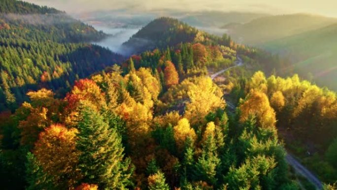 山里绚丽多彩的秋天。空中拍摄红色和黄色的秋树，雾蒙蒙的山脉和温暖的早晨的阳光。UHD, 4K