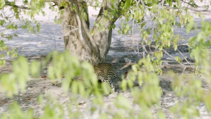 豹子女士跳出树，非洲纳米比亚埃托沙国家公园