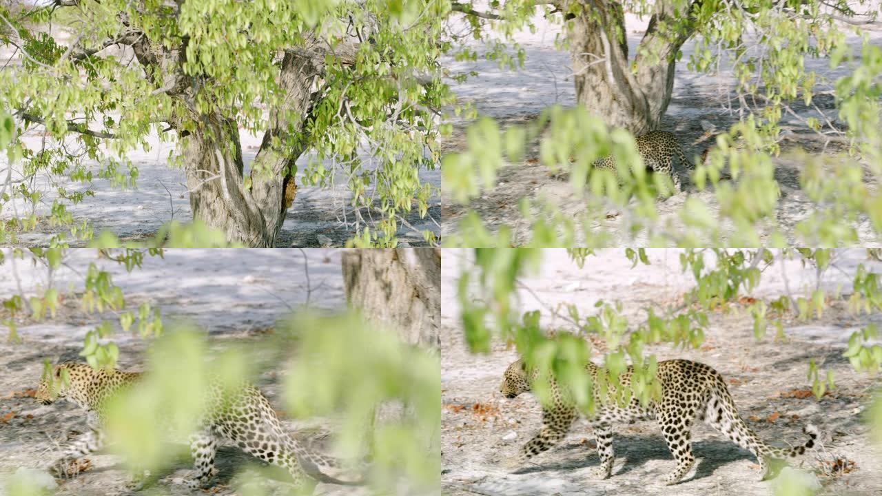 豹子女士跳出树，非洲纳米比亚埃托沙国家公园