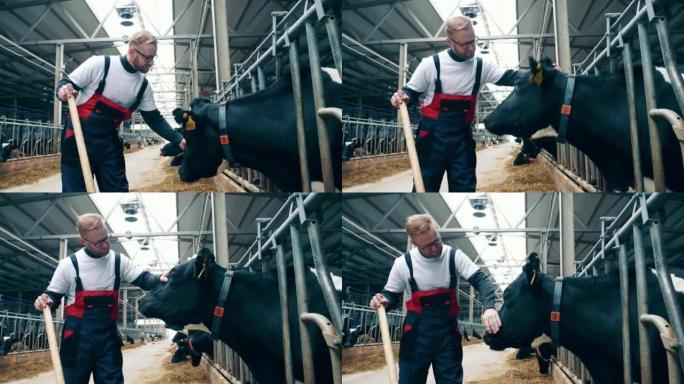 男性农场工人正在抚摸一头母牛