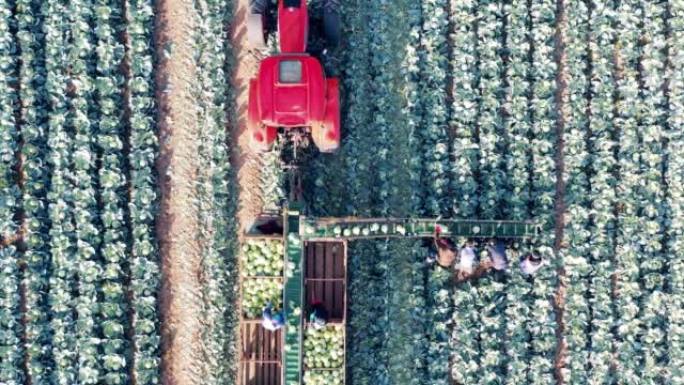 农场工人将白菜收集到收割机中的俯视图