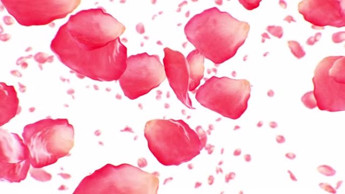 玫瑰花瓣在风中飞扬慢动作循环3d动画。美丽的粉红色花瓣上升孤立在白色背景上无缝。