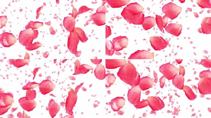 玫瑰花瓣在风中飞扬慢动作循环3d动画。美丽的粉红色花瓣上升孤立在白色背景上无缝。