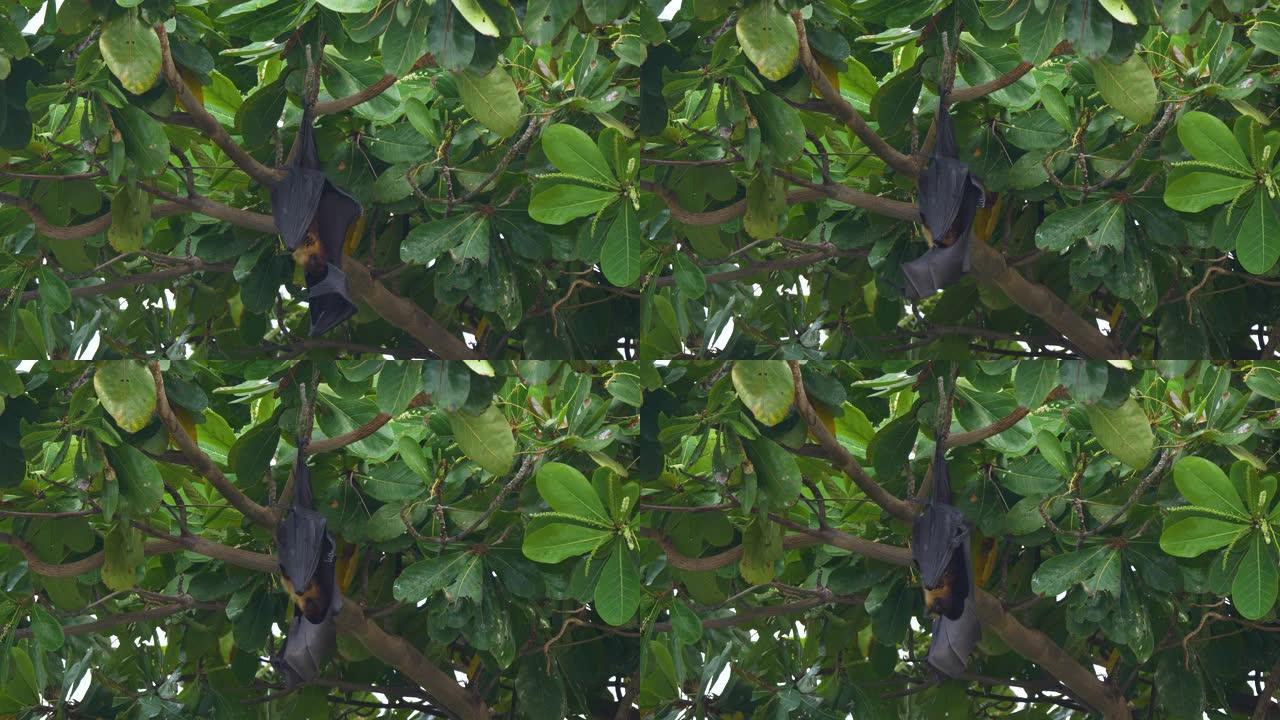 特写: 一只大型雄性果蝠在热带树冠上进行了自我调查。