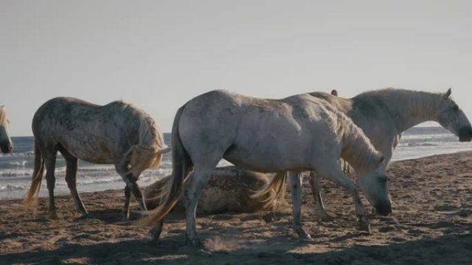 在阳光明媚的海洋海滩上站立并在沙滩上滚动的灰马