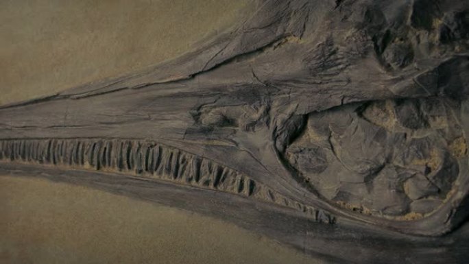 路过鱼龙类恐龙鱼类化石