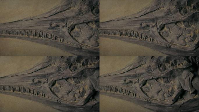路过鱼龙类恐龙鱼类化石