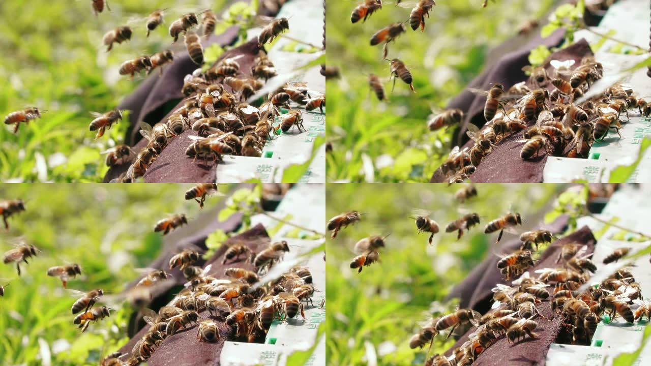 蜂巢周围飞来飞去的蜜蜂群