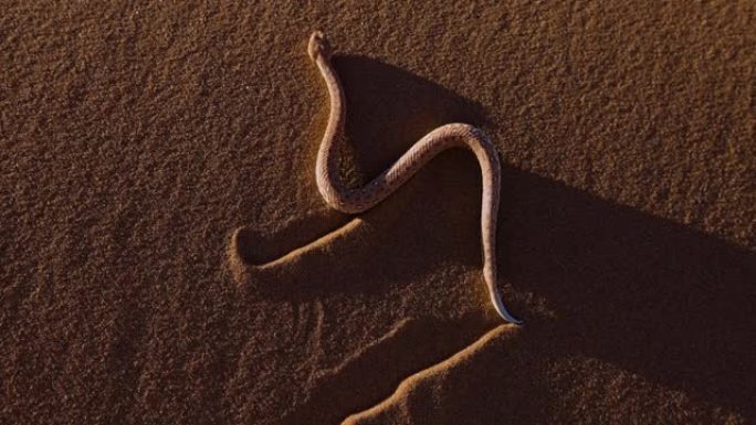 帕林格伊加法器、沙漠加法器、边绕加法器在沙漠上移动的慢动作视图，纳米比亚