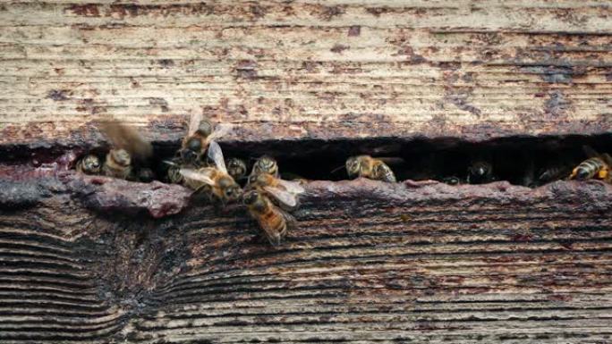 蜂巢开放时的蜜蜂飞来飞去