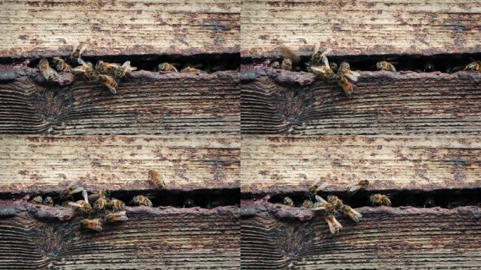 蜂巢开放时的蜜蜂飞来飞去