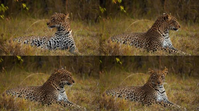 慢动作豹在野生动物保护区的草地上铺设和休息