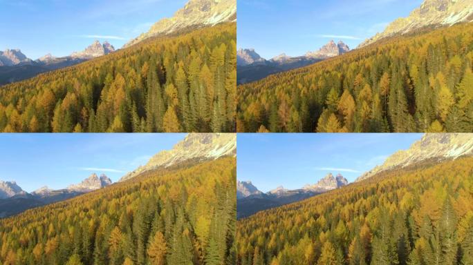 无人机: 意大利山区秋季彩色树林的惊人航拍