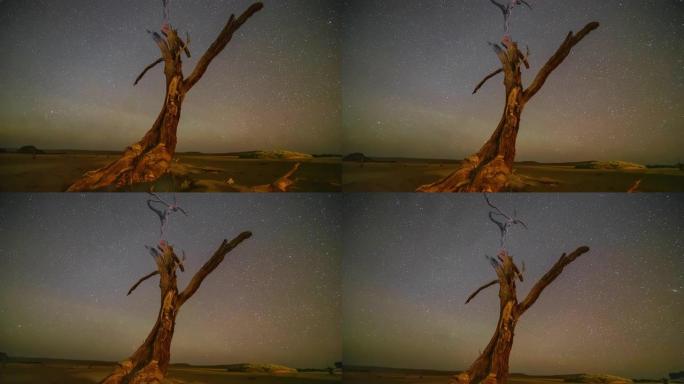 非洲纳米比亚星空下的WS延时Deadvlei树