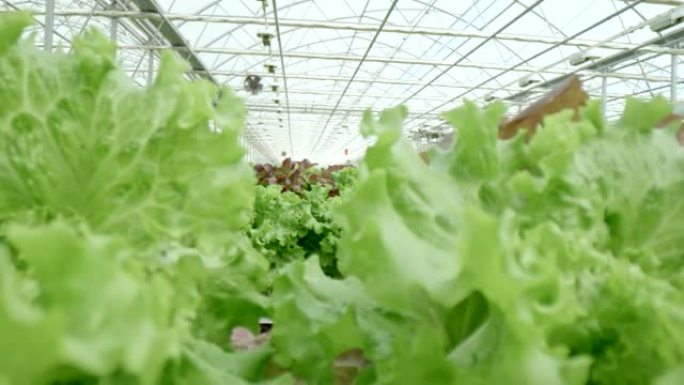 SLO MO特写镜头在大型温室中生长的生菜植物