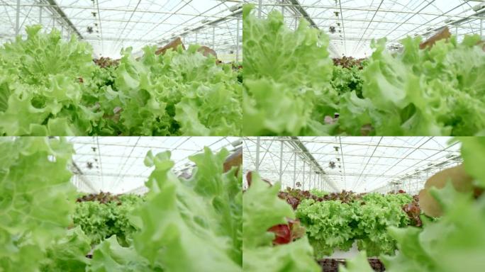 SLO MO特写镜头在大型温室中生长的生菜植物