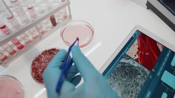 科学家用钳子将微小的细胞生长的肉放入培养皿中