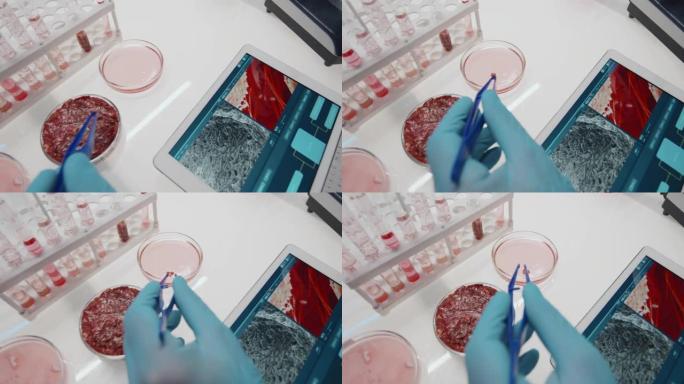 科学家用钳子将微小的细胞生长的肉放入培养皿中