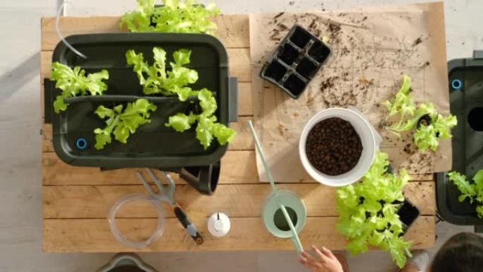 学生园艺，种植和种植绿色植物的在线图片，以在社交媒体上显示社区学校项目。以上对学习环境保护的多样化儿