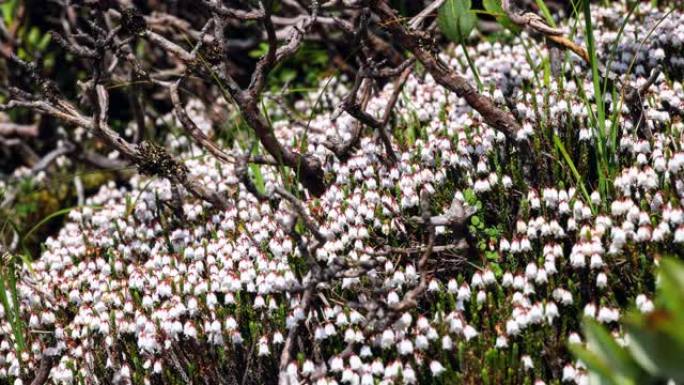 像风铃一样的小花盛开在青藏高原上: Cassiope sellainoides