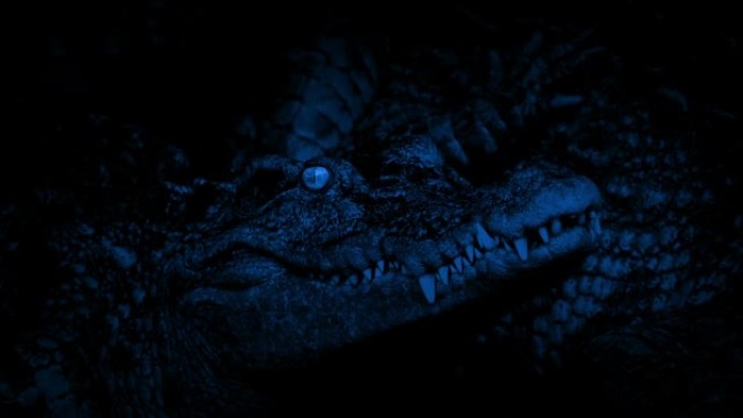 鳄鱼在黑暗的特写镜头中眨眼