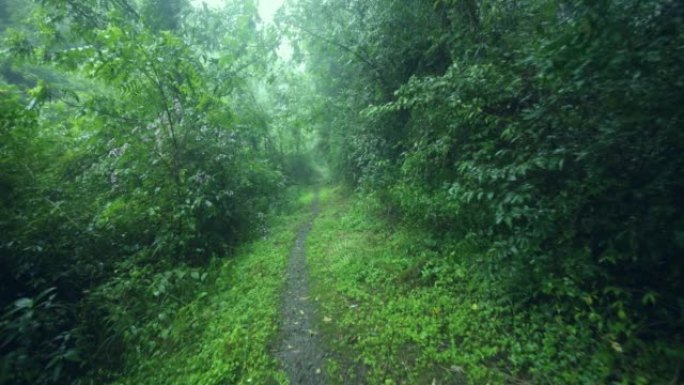 在雨中走向森林雨中走向森林下雨