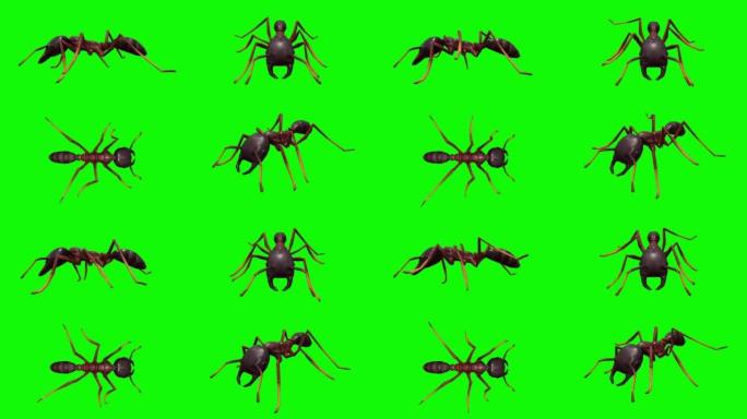 绿色屏幕上的行走蚂蚁 (可循环)。动物的概念，野生动物，游戏，返校，色键，3d动画，短视频，电影，卡