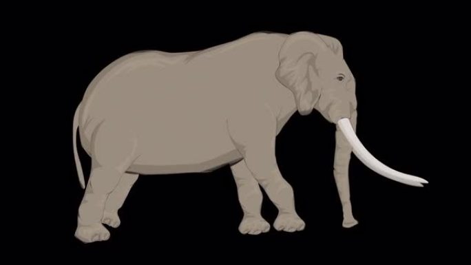 运行大象卡通动画 (透明背景/ProRes 4444) 的概念动物，野生动物，游戏，返校，3d动画，