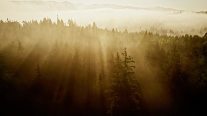 晨雾中飞过树木。早晨温暖的阳光穿过树木。森林和山区雾蒙蒙的早晨
