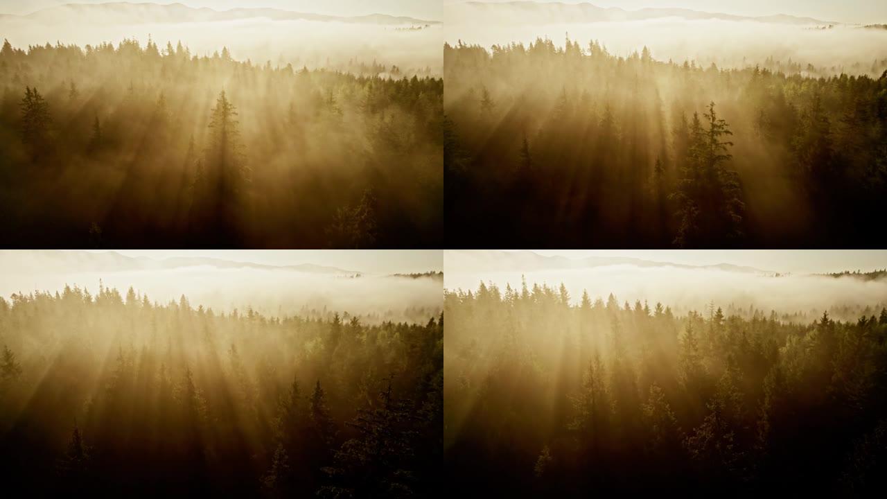 晨雾中飞过树木。早晨温暖的阳光穿过树木。森林和山区雾蒙蒙的早晨