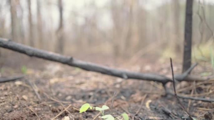 气候危机森林与火灾破坏环境灾害。