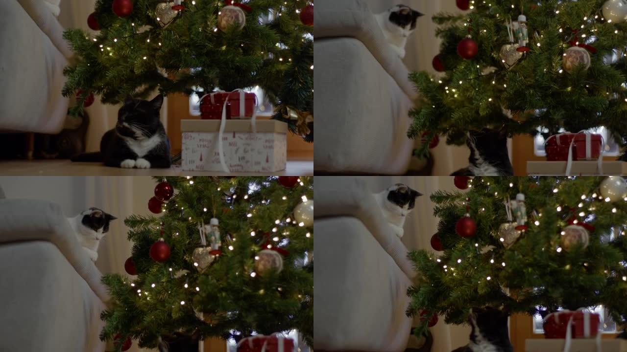 圣诞节期间，猫坐在客厅里互相看着对方