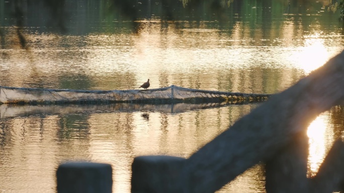 4k夕阳下水中央的鸽子