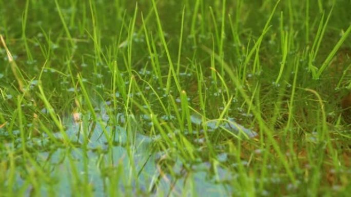 特写: 暴雨过后，多余的雨水停滞在绿色牧场上