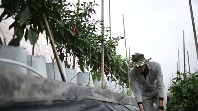 亚洲中国农民考察他的有机农场辣椒生长