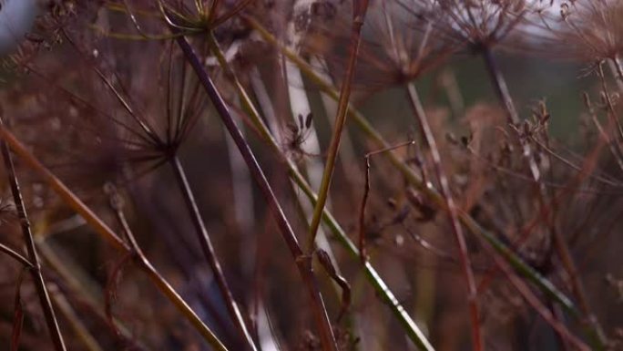 冬季生长的茴香实拍秋天冬天