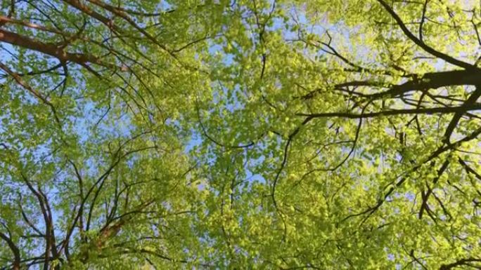 公园或森林中的树木在蓝天下的春天绿叶的自下而上的视图。春天树木茂盛的叶子。晴天在城市公园散步。绿色自