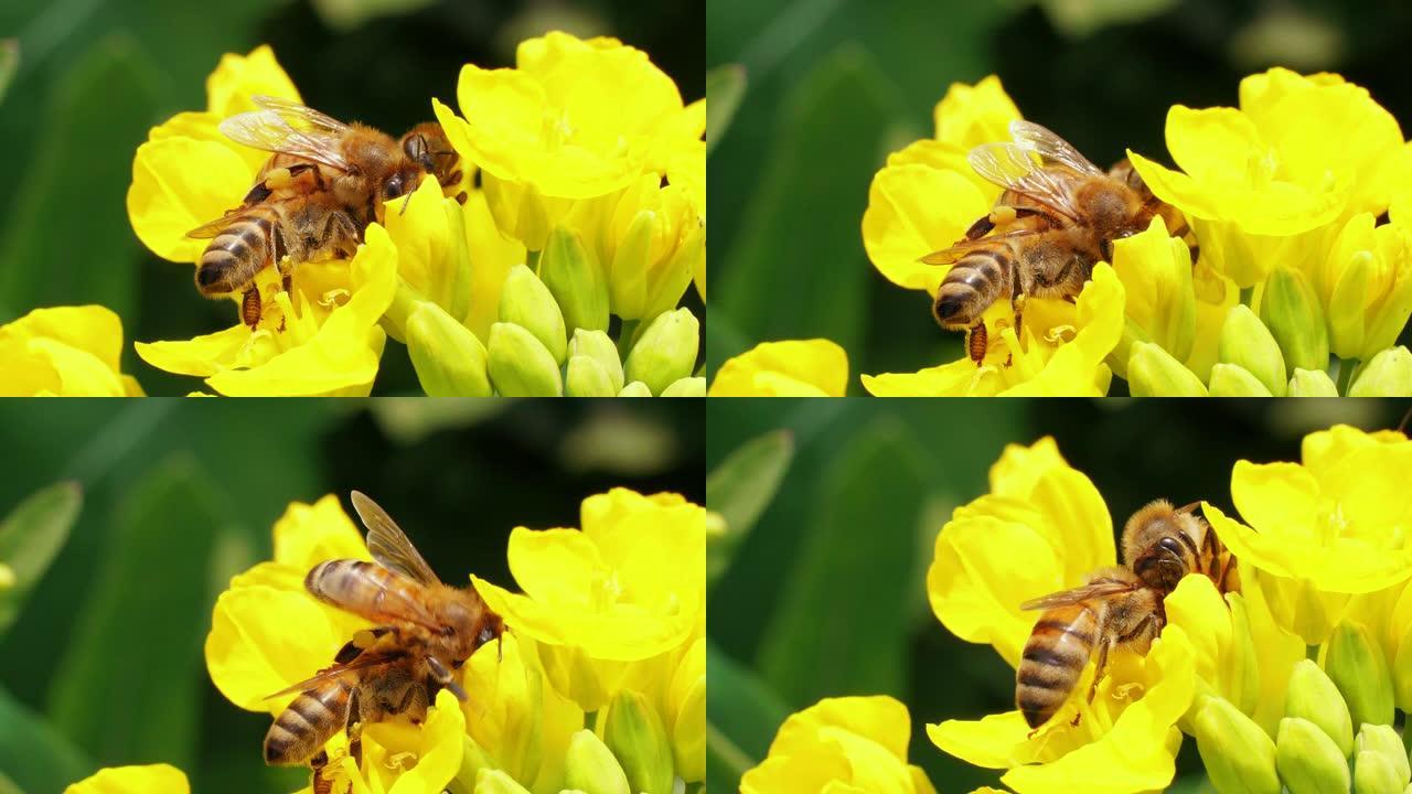 三只蜜蜂在油菜籽花细节