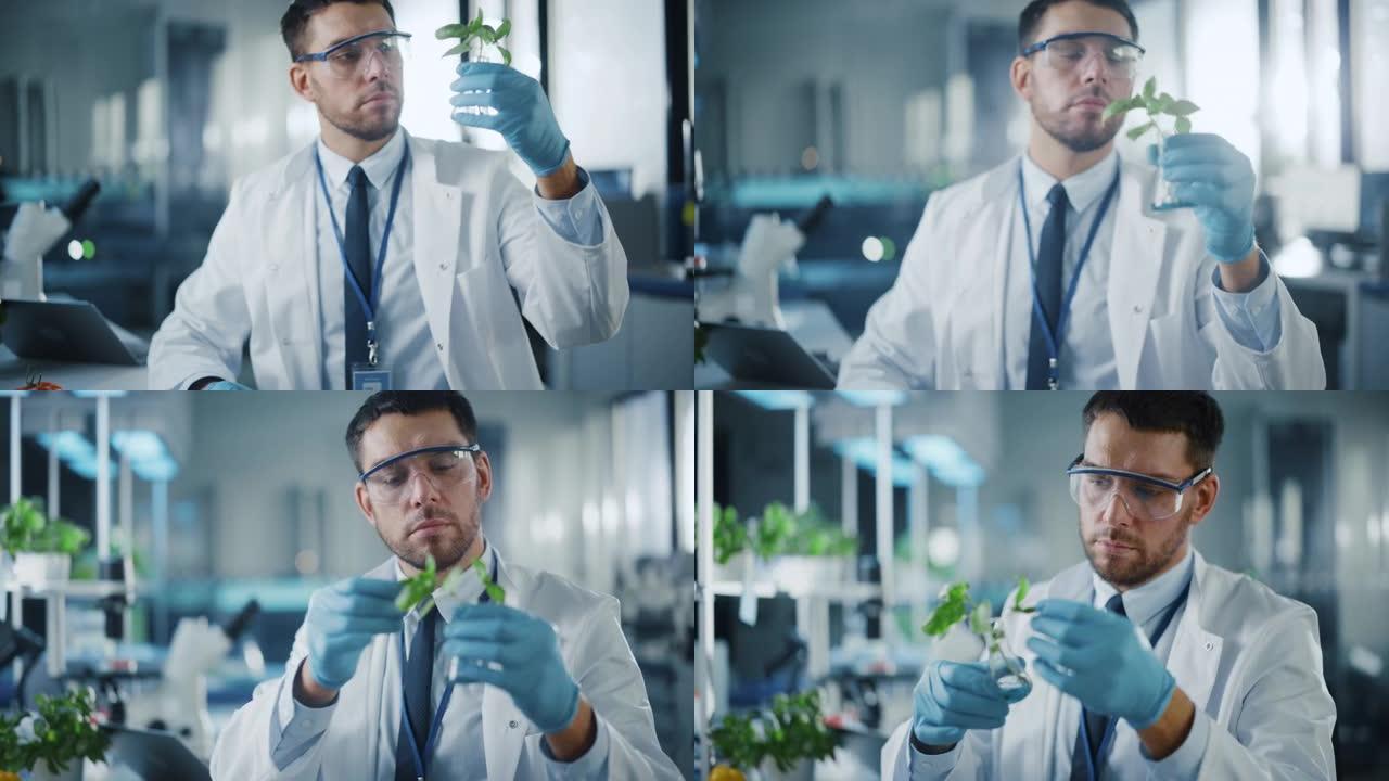 英俊的男性微生物学家在样品瓶中观察健康的绿色植物。在拥有先进技术显微镜和计算机的现代食品科学实验室工