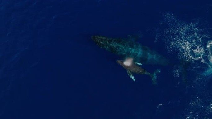 在深蓝色的海洋中与母牛和小牛犊游泳时座头鲸破坏的鸟瞰图