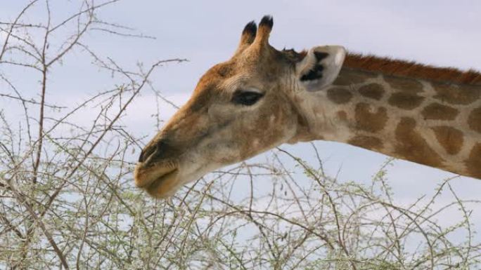 CU长颈鹿在树上放牧，纳米比亚，非洲