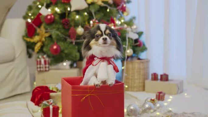 放大: 穿着圣诞老人服装的小狗吉娃娃狗坐在或站在红色礼品礼物盒里概念圣诞节日庆祝在家感觉热烈欢迎。