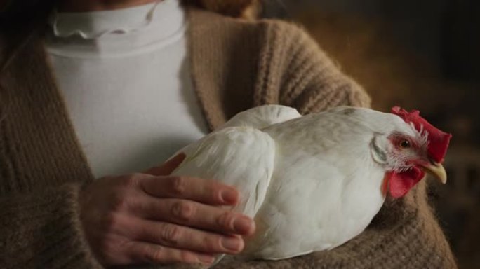 年轻快乐的女农夫的电影特写镜头在乡村农业农场的干草仓里爱抚着生态生长的白母鸡，用于生物真正的食品行业